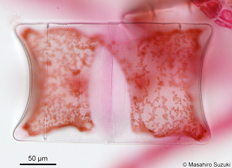 ヤッコケイソウ Odontella